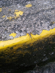 Epocilla