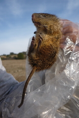 Sigmodon fulviventer