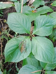 Chloranthus oldhamii