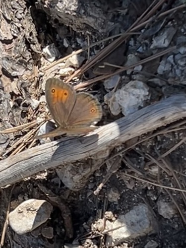 Mead’s Wood-Nymph photo 5
