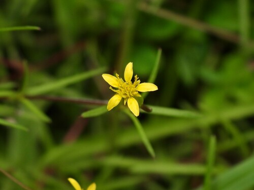 Image of Pectis glaucescens by (c) geosesarma, some rights reserved (CC BY)