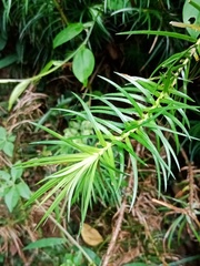 Cunninghamia lanceolata