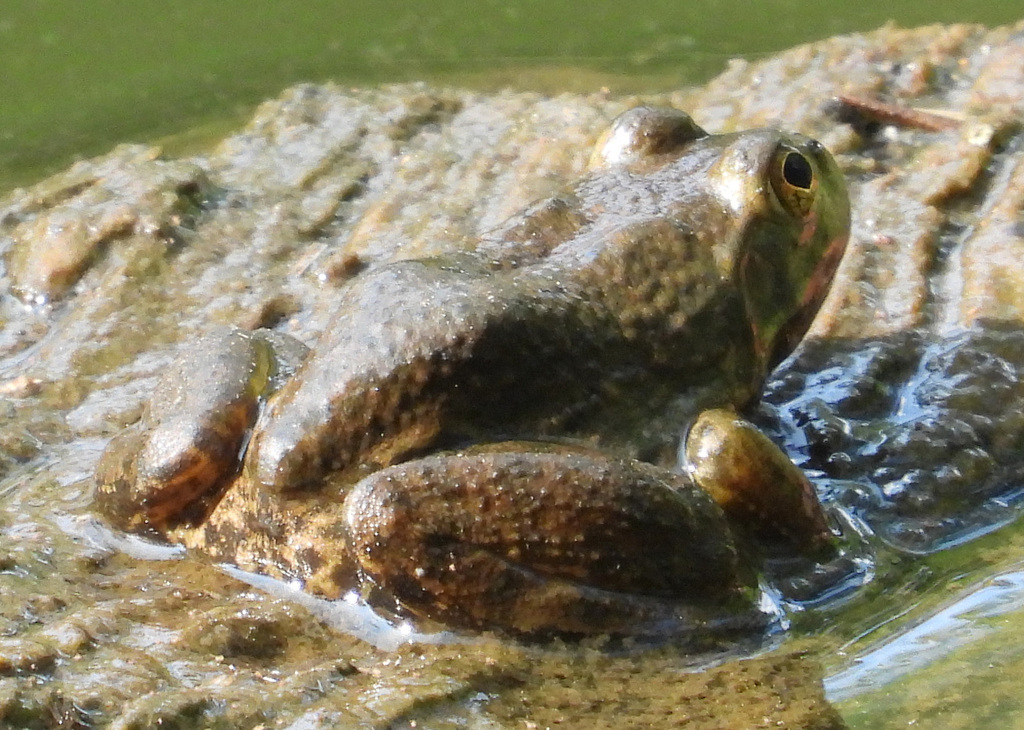 American Bullfrog from Forest Glen, Silver Spring, MD, USA on August 24 ...