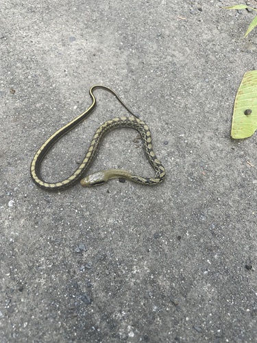 Beauty Ratsnake