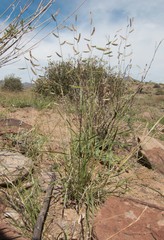Bouteloua barbata rothrockii