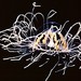 Orange-striped Jelly - Photo (c) WoRMS Editorial Board, some rights reserved (CC BY-NC-SA)