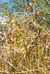 Cuscuta umbellata