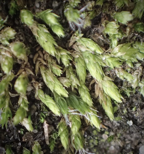 Pseudoleskeopsis imbricata, 2024-08-27