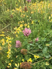 Trifolium pratense
