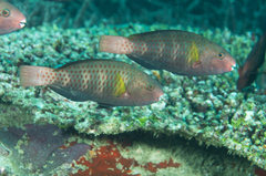 Pink-Margined Parrotfish photo 2