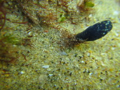 Eudistoma caeruleum
