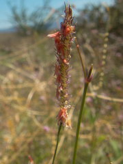 Bouteloua barbata rothrockii
