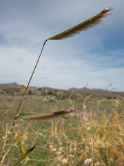 Bouteloua barbata rothrockii