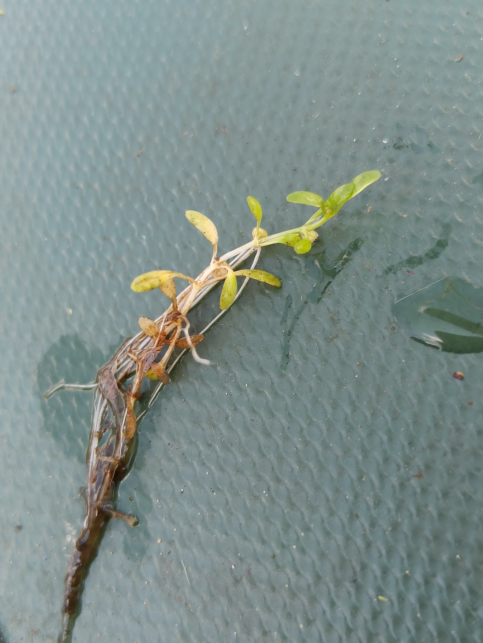 Imagem de Pimenta-d'água