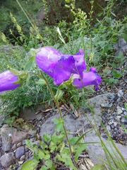 Campanula medium