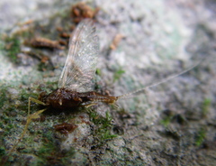 Ephemerellidae