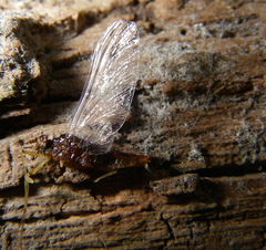 Ephemerellidae