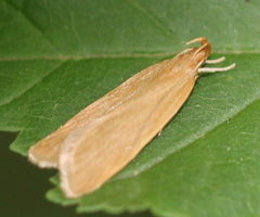 Helcystogramma rufescens