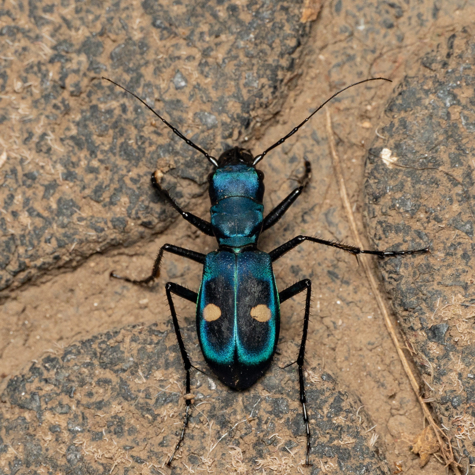 Central American Montane Tiger Beetle (Pseudoxycheila tarsalis