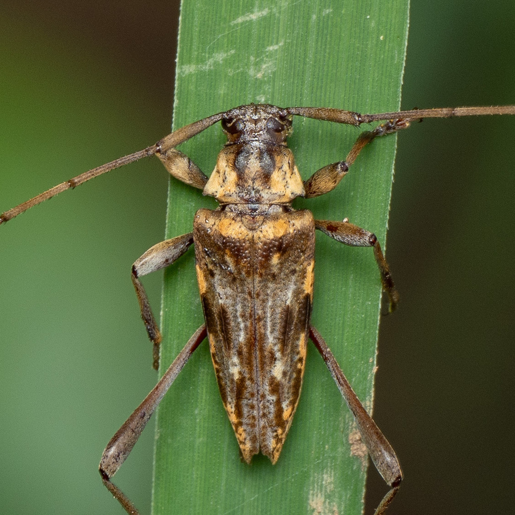 Anisopodus hamaticollis