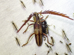 Piesarthrius marginellus