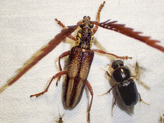 Piesarthrius marginellus