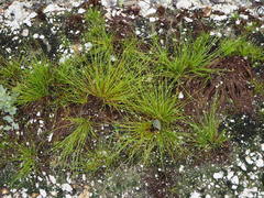 Fimbristylis polytrichoides