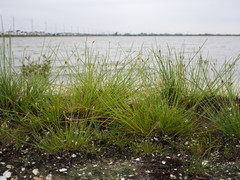 Fimbristylis polytrichoides