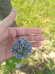 Allium caeruleum