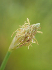 Fimbristylis polytrichoides