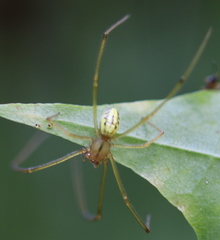 Enoplognatha ovata