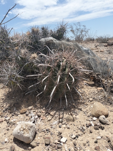 Image of Ferocactus fordii by no rights reserved