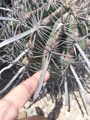 Image of Ferocactus fordii by no rights reserved