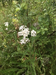 Achillea millefolium
