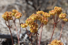 Eriogonum umbellatum modocense