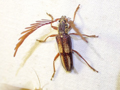 Piesarthrius marginellus