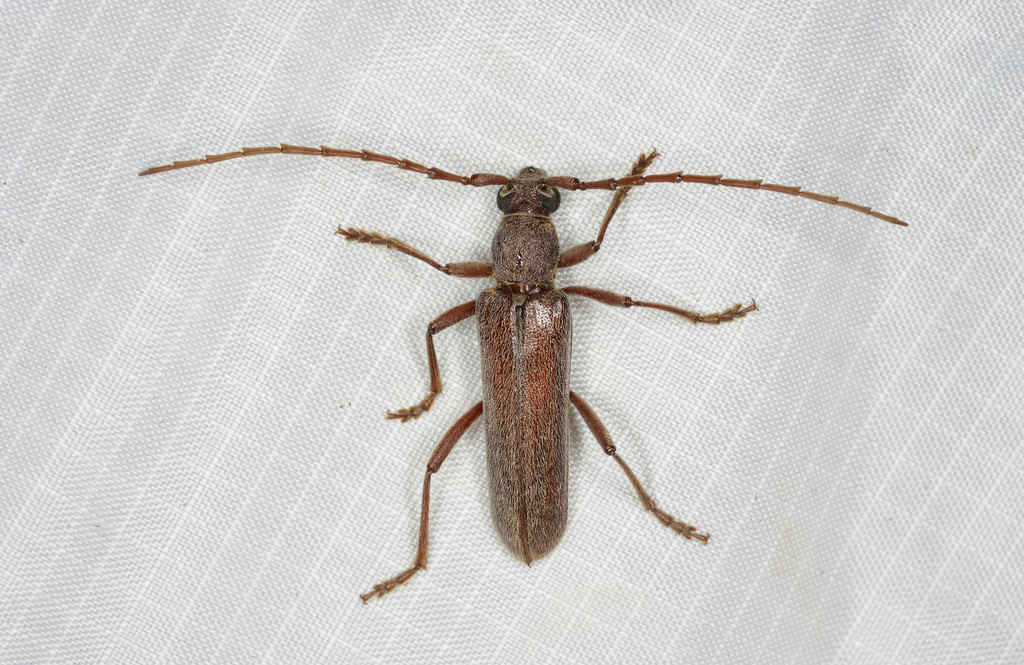 Neaneflus fuchsii
