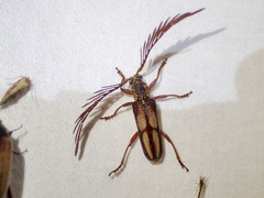 Piesarthrius marginellus