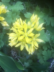 Allium moly