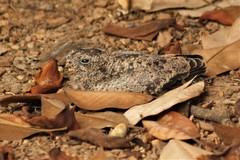 Chordeiles minor
