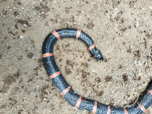 Mexican Long-nosed Snake
