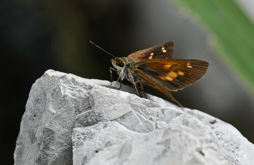 Broad-winged Skipper
