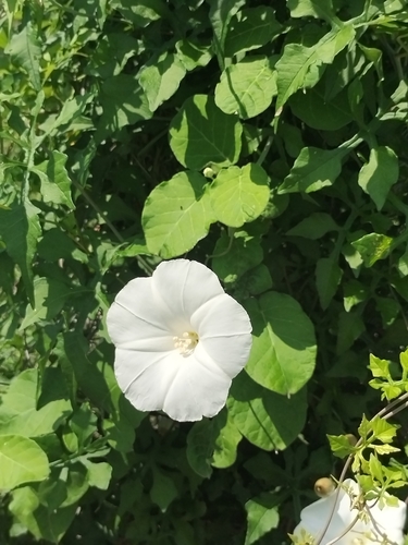 Image of Operculina pinnatifida by no rights reserved