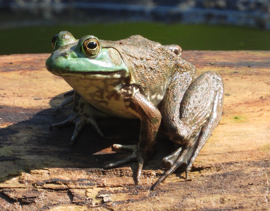 American Bullfrog from Forest Glen, Silver Spring, MD, USA on August 25 ...