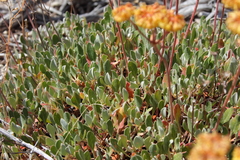 Eriogonum umbellatum modocense