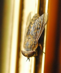 Tabanus autumnalis