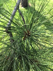 Pinus