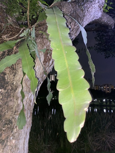Foto de Cacto-orquídea