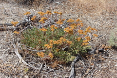 Eriogonum umbellatum modocense