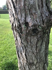 Pinus